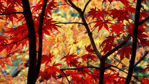 1577401 (a): :1920x1080